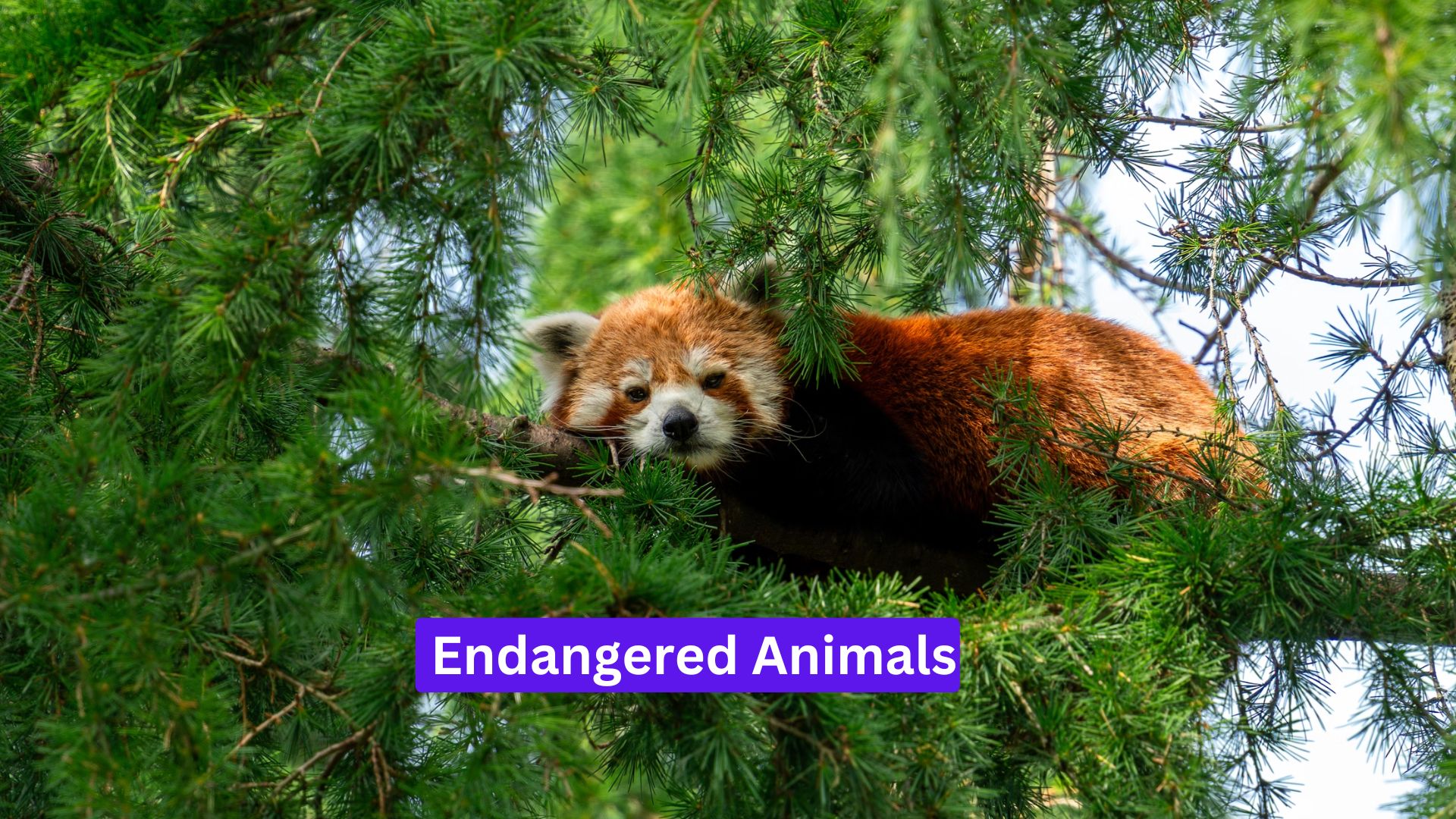 Endangered Animals: What You Can Do to Help