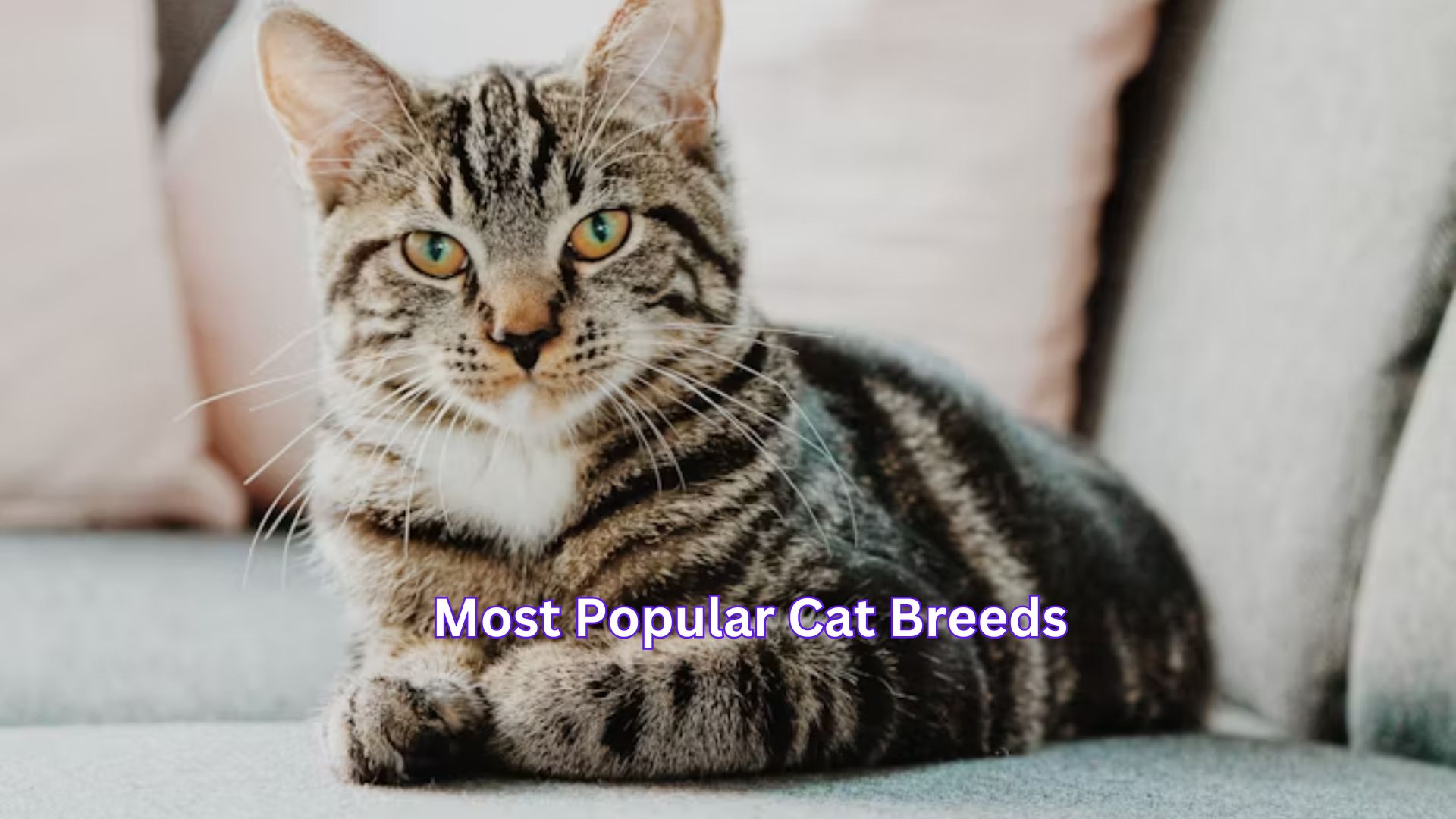Most Popular Cat Breeds
