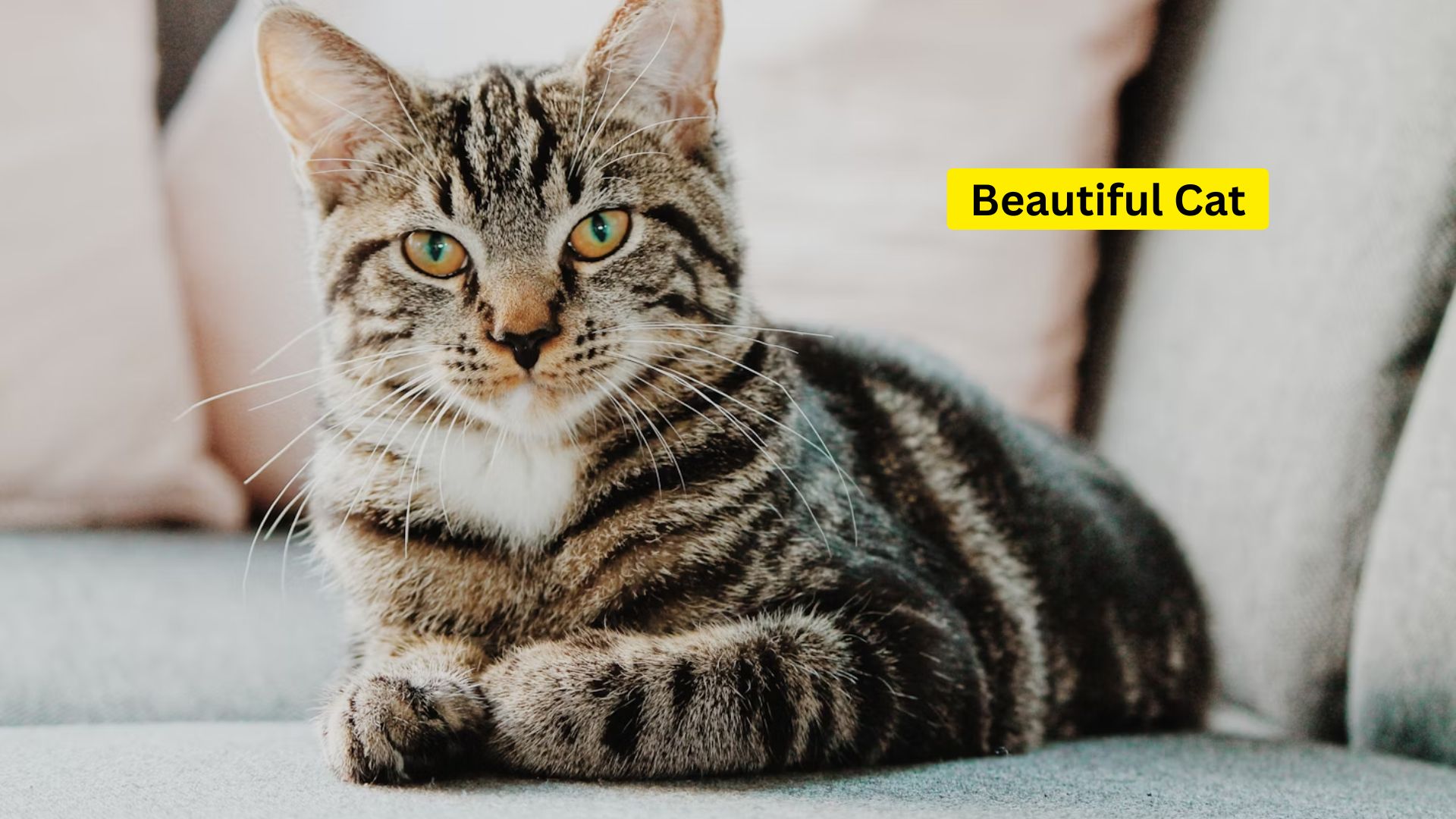 Cats Are Highly Independent Creatures, Do You Know