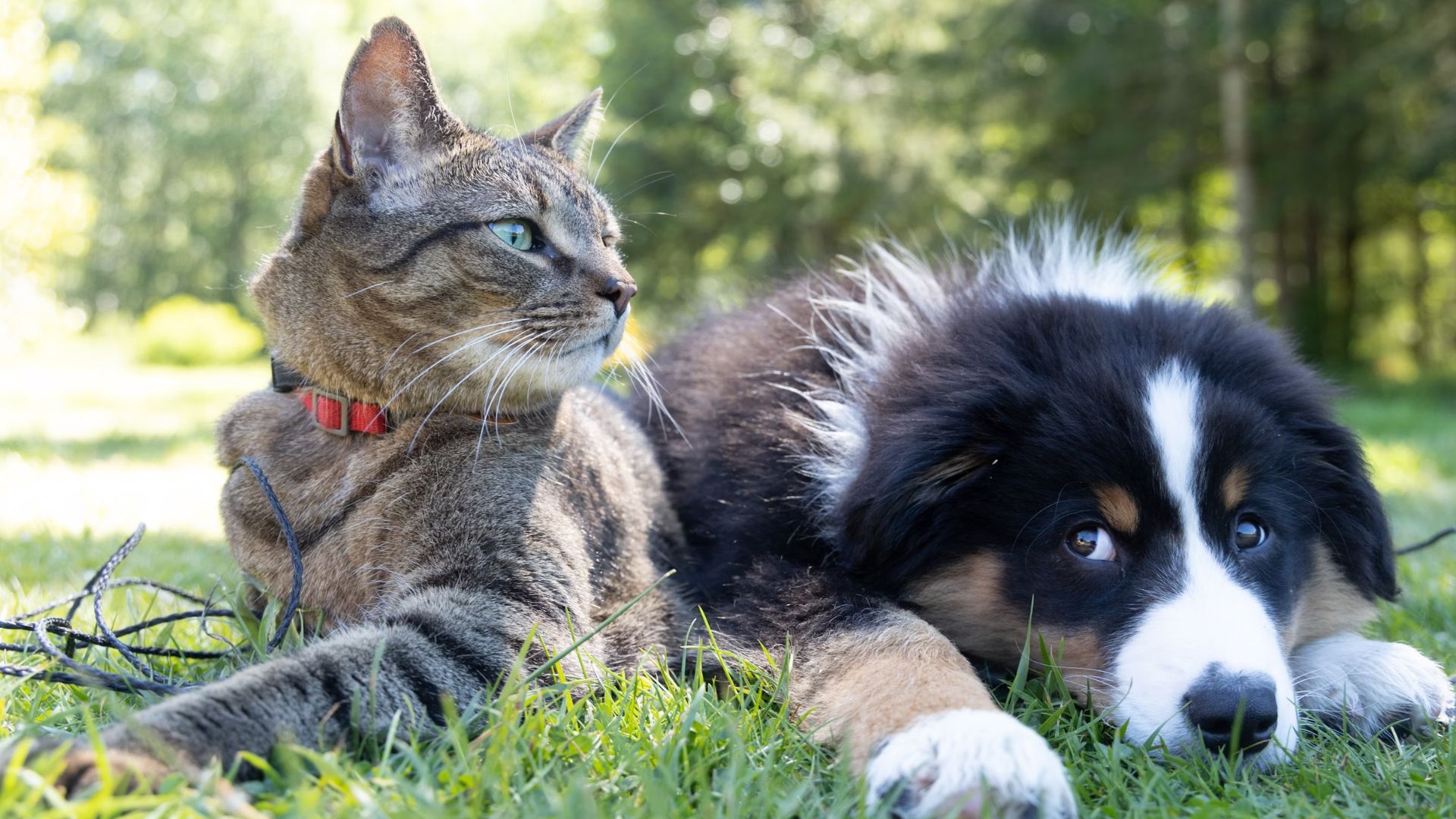 How Animals Communicate Without Words
