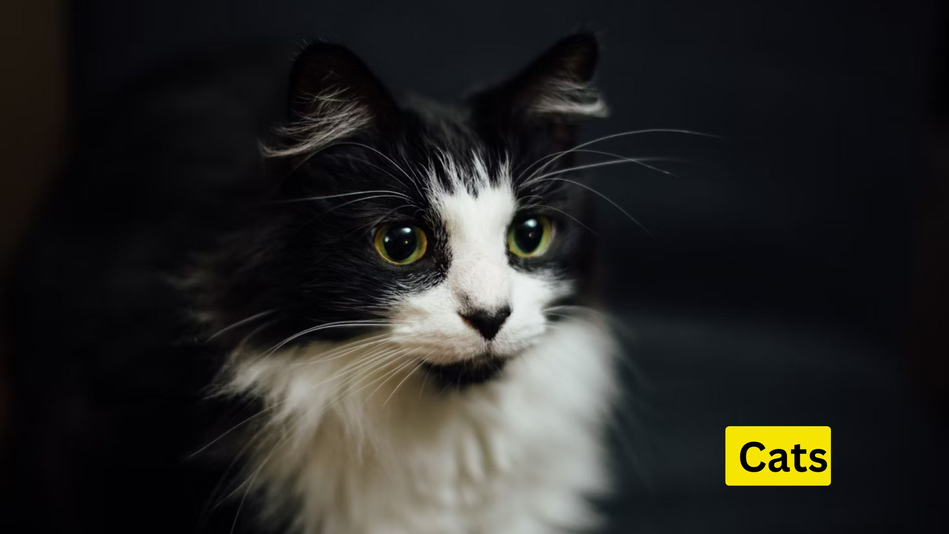 Why Cats Are Very Popular in America? Unraveling the Charm of Furry Companions